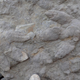 Two large iguanodontian footprints with skin and claw impressions.